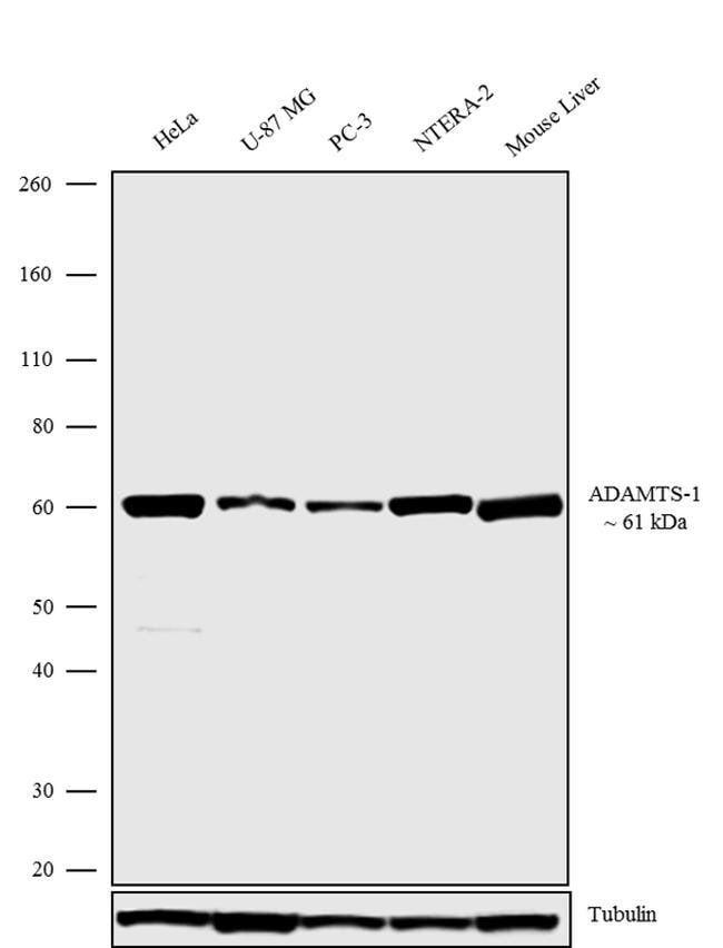 100ug ADAMTS1 Polyclonal Antibody