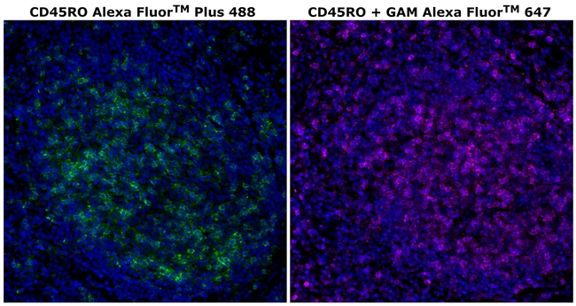 HU CD45RO UCHL1 AFP488 MAB 500 UL