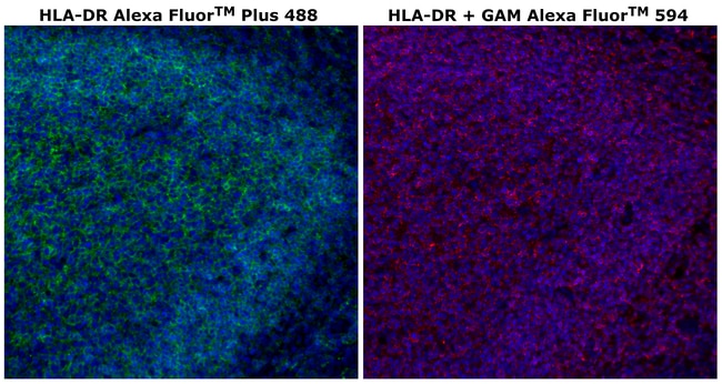 HU HLA-DR LN3 AFP488 MAB 500 UL