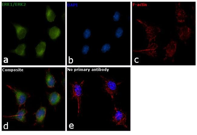 Anti-MAPK1&3 Protein Antibody, 200 µl
