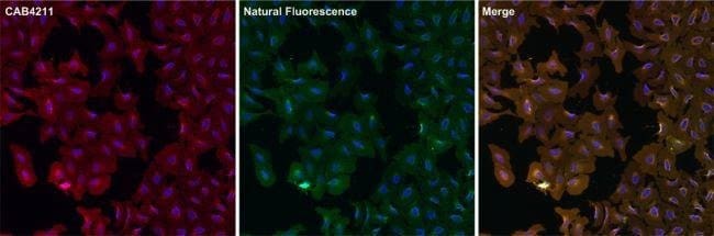 1ML Goat anti-Rabbit IgG (H+L) Secondary