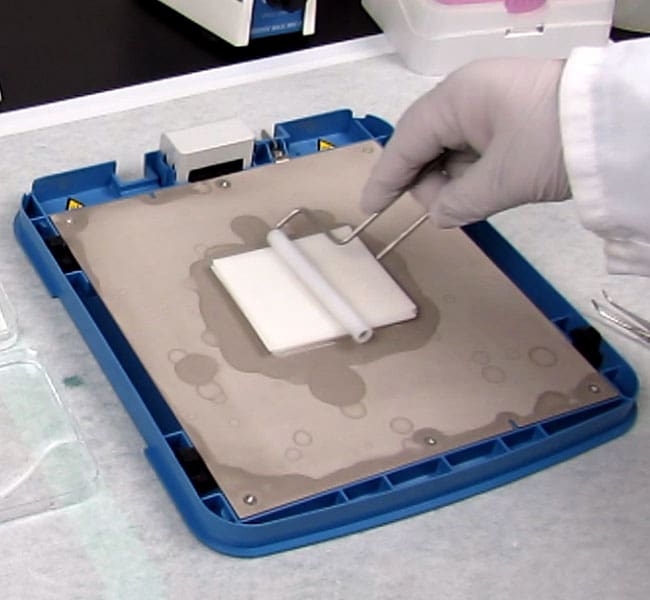 Thermo Scientific Pierce Western Blot Ro