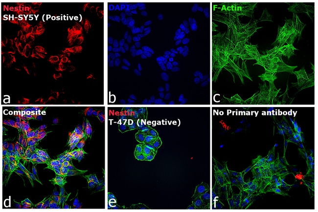 Alexa Fluor 633 Goat Anti-Mouse IgG (H+L