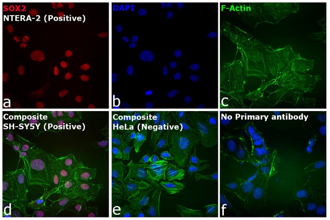 Alexa Fluor 680 Goat Anti-Rat IgG (H+L) 