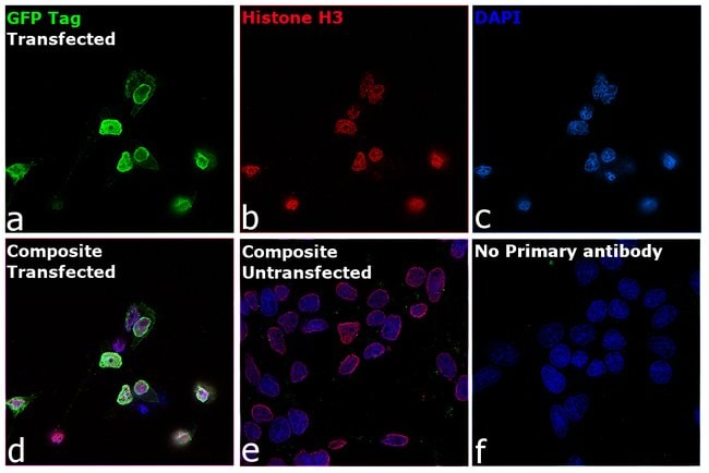Anti-GFP, chicken IgY fraction, 100 µl T