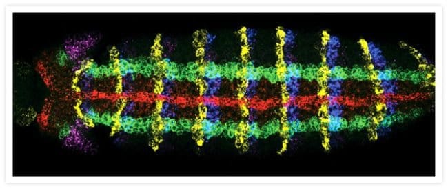 Alexa Fluor 488 Goat Anti-Mouse IgG (H+L
