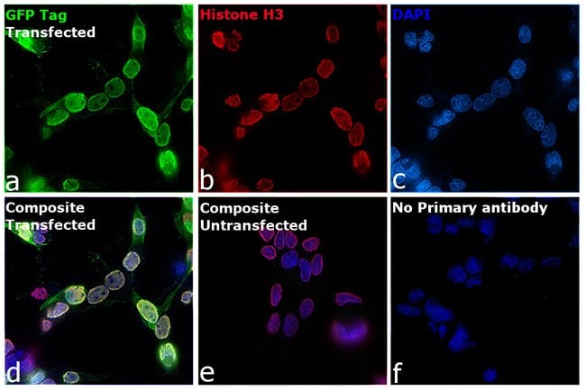 ANTI-GREEN FLUORESCENT PR This antibody
