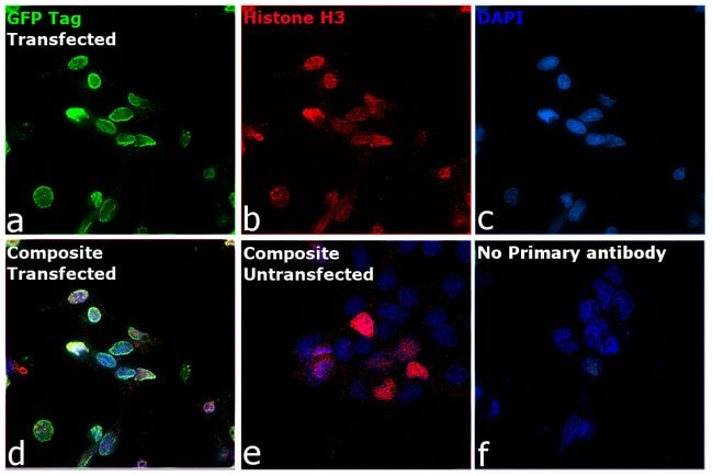 Anti-green fluorescent protein, Rabbit I