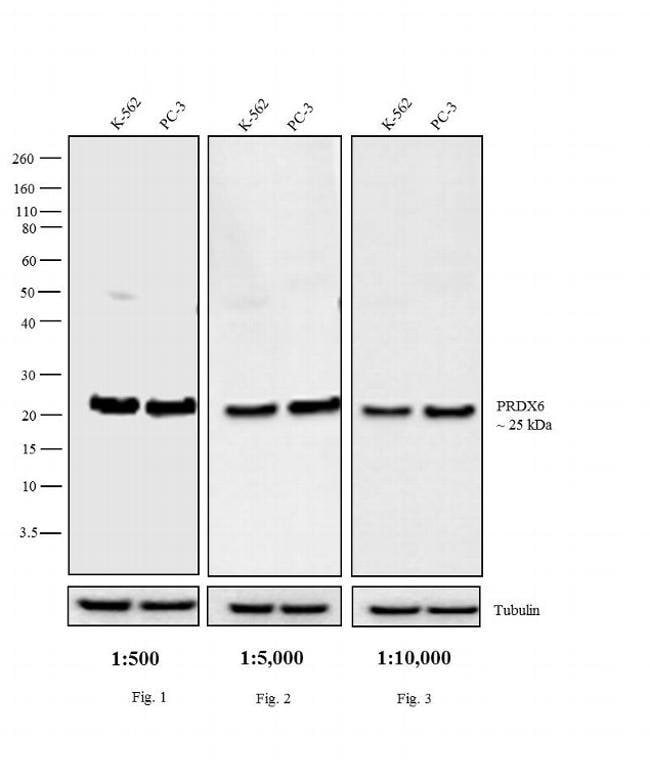 1MG Chicken Anti-Rabbit IgG (H+L) Antibo