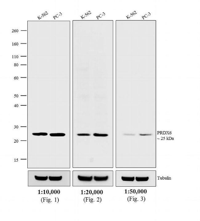 0.5MG Chicken Anti-Rabbit IgG (H+L) Anti