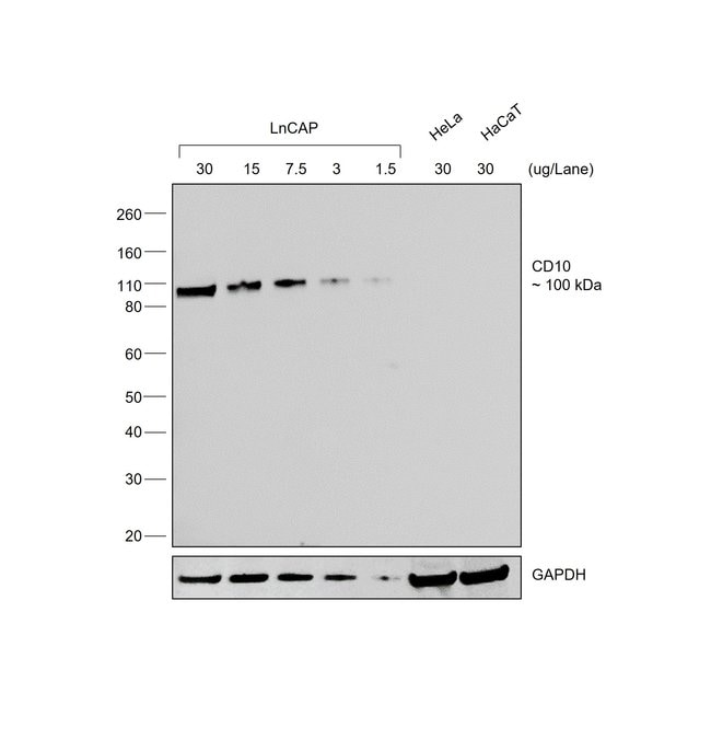 1MG Donkey Anti-Goat IgG (H+L) Antibody,