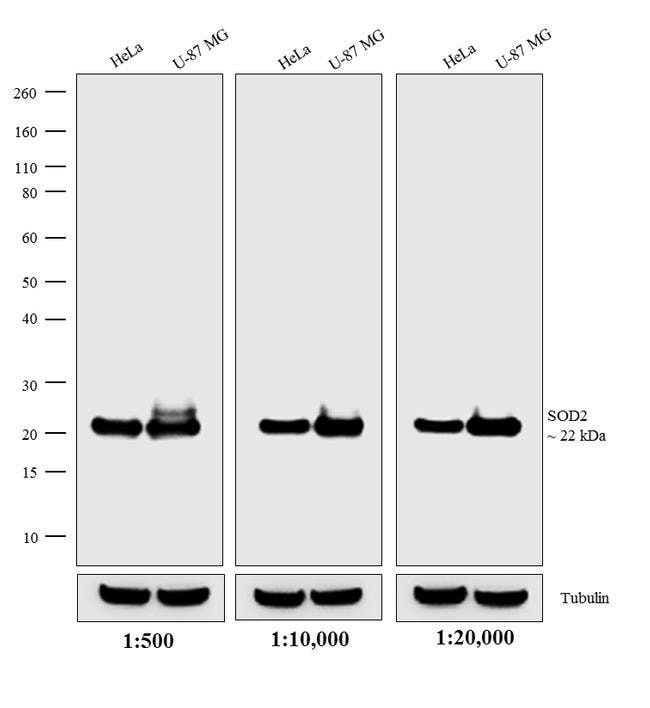 1MG Donkey Anti-Mouse IgG (H+L) Antibody