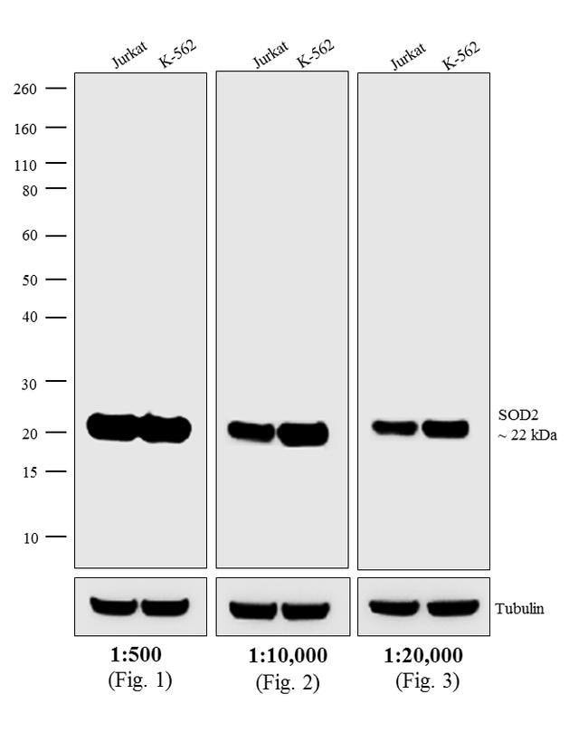 1MG Donkey Anti-Mouse IgG (H+L) Antibody