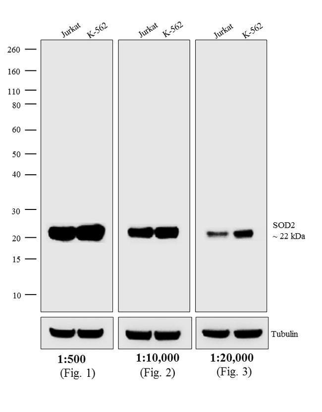 1MG Donkey Anti-Mouse IgG (H+L) Antibody