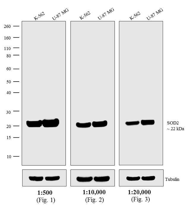 1G Donkey Anti-Mouse IgG (H+L) Antibody,