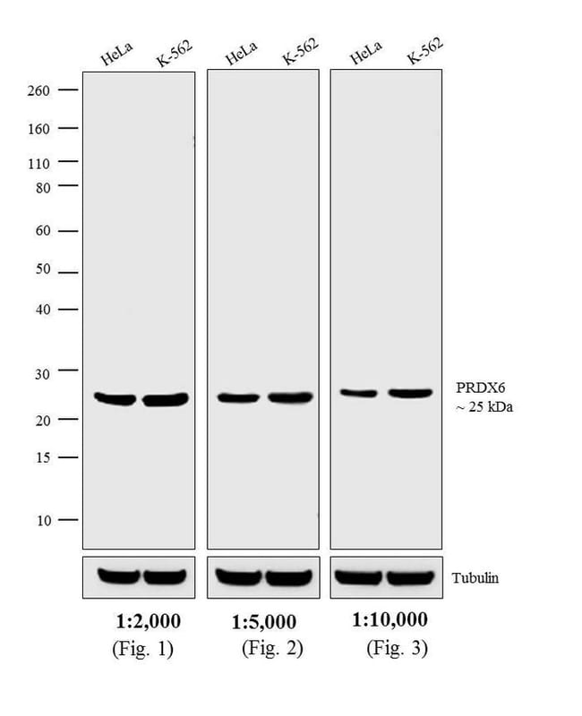1MG Donkey Anti-Rabbit IgG (H+L) Antibod