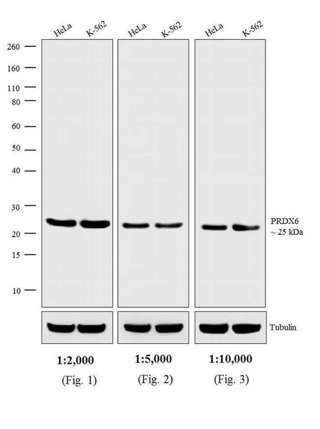 1MG Donkey Anti-Rabbit IgG (H+L) Antibod