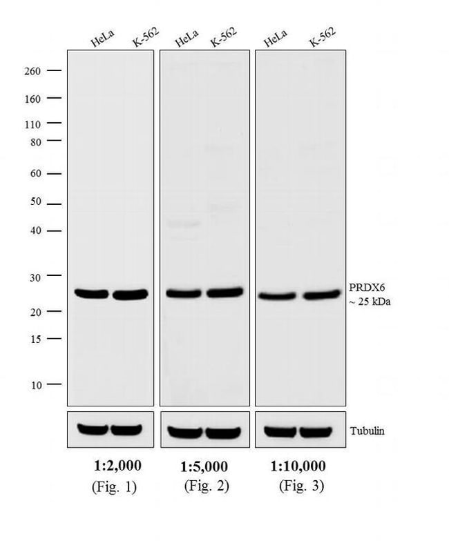 1MG Donkey Anti-Rabbit IgG (H+L) Antibod