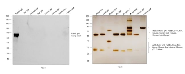 1MG Donkey Anti-Rabbit IgG (H+L) Antibod