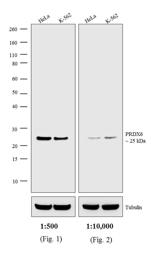 1MG Donkey Anti-Rabbit IgG (H+L) Antibod