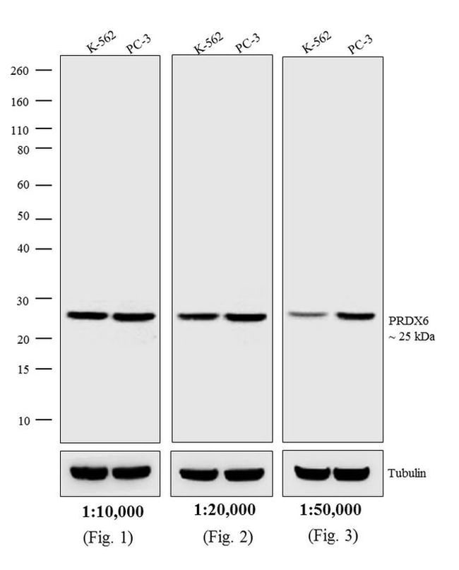 2MG DONKEY ANTI-RABBIT IGG (H+L) ANTIBOD