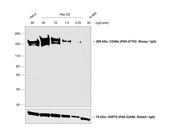 1MG Donkey Anti-Sheep IgG (H+L) Antibody