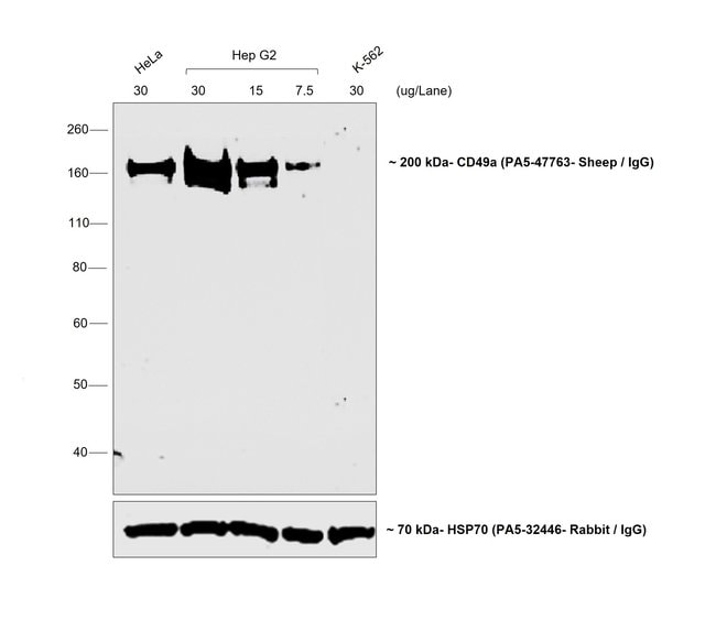 1MG Donkey Anti-Sheep IgG (H+L) Antibody