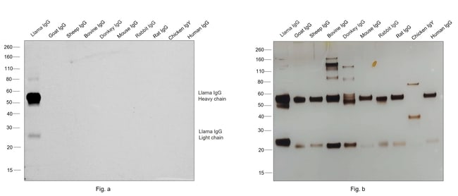 1MG Goat Anti-Llama IgG (H+L) Antibody,