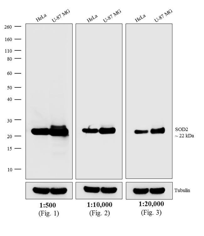 1MG Goat Anti-Mouse IgG (H+L) Antibody,