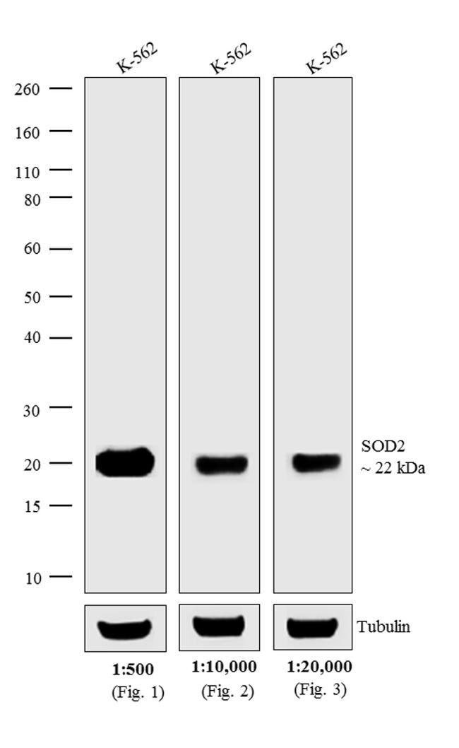 1MG Goat Anti-Mouse IgG (H+L) Antibody,