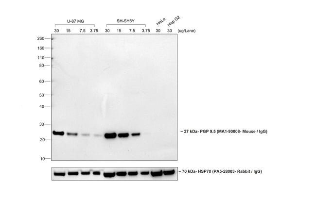 1MG Goat Anti-Mouse IgG (H+L) Antibody,