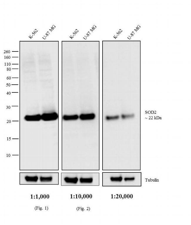 1MG Goat Anti-Mouse IgG (H+L) Antibody,