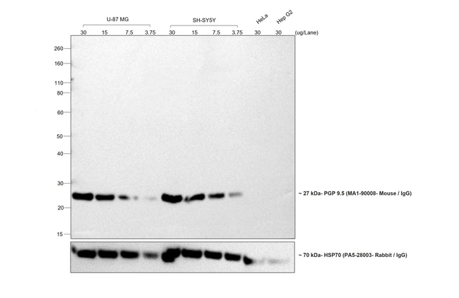 1MG Goat Anti-Mouse IgG (H+L) Antibody,