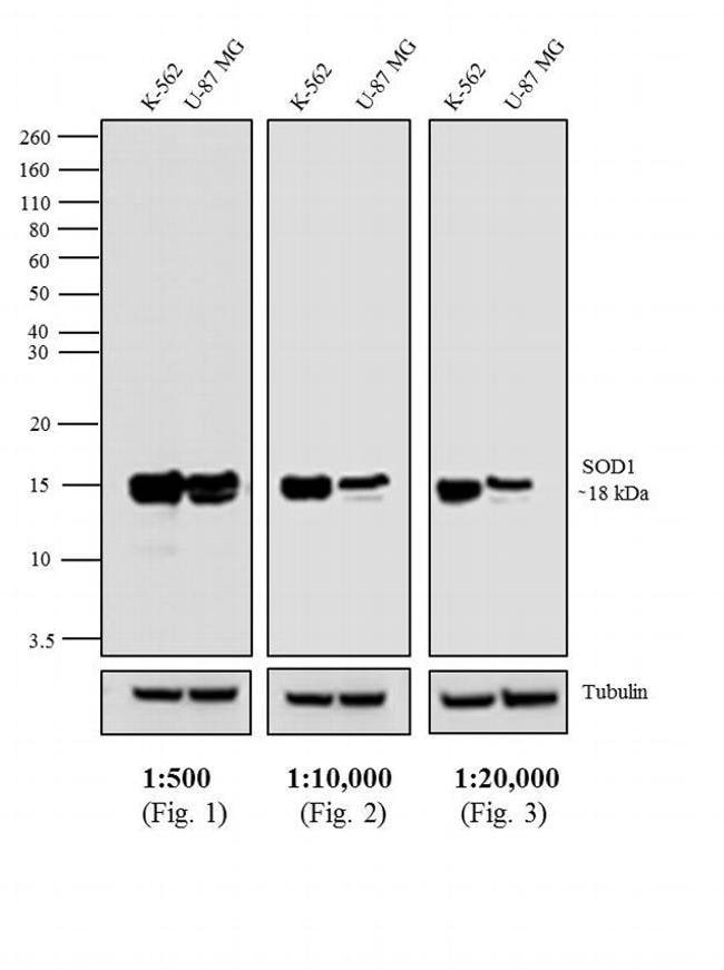 1MG Goat Anti-Mouse IgG Fc Antibody, Hor