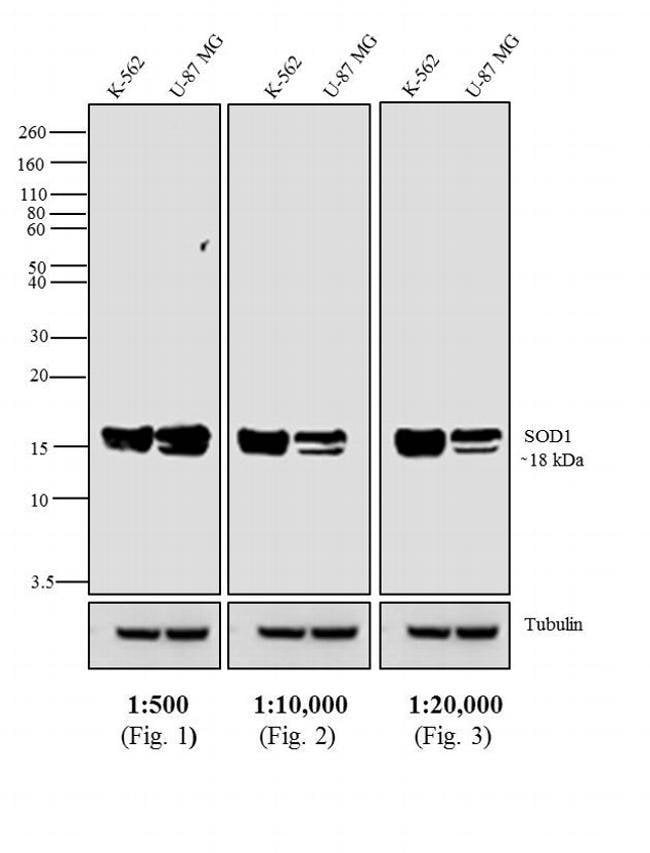 1MG Goat Anti-Mouse IgG Fc Antibody, Alk