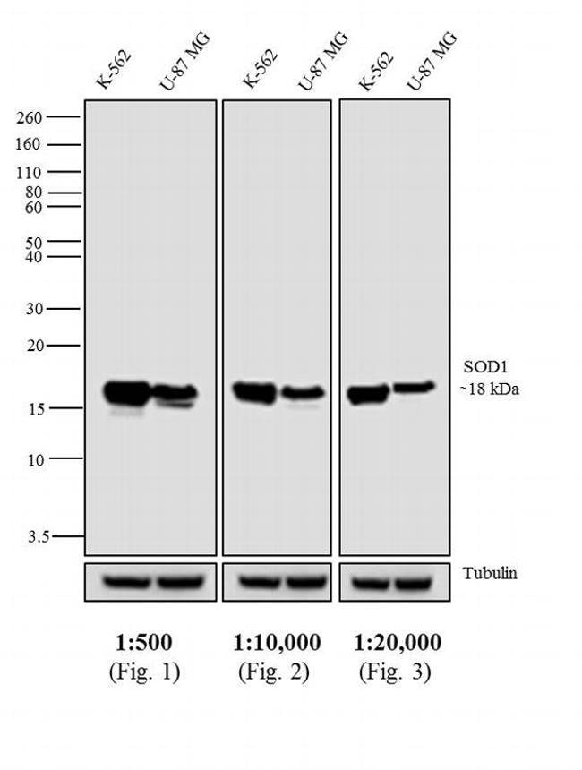 1MG Goat Anti-Mouse IgG Fc Antibody, Hor