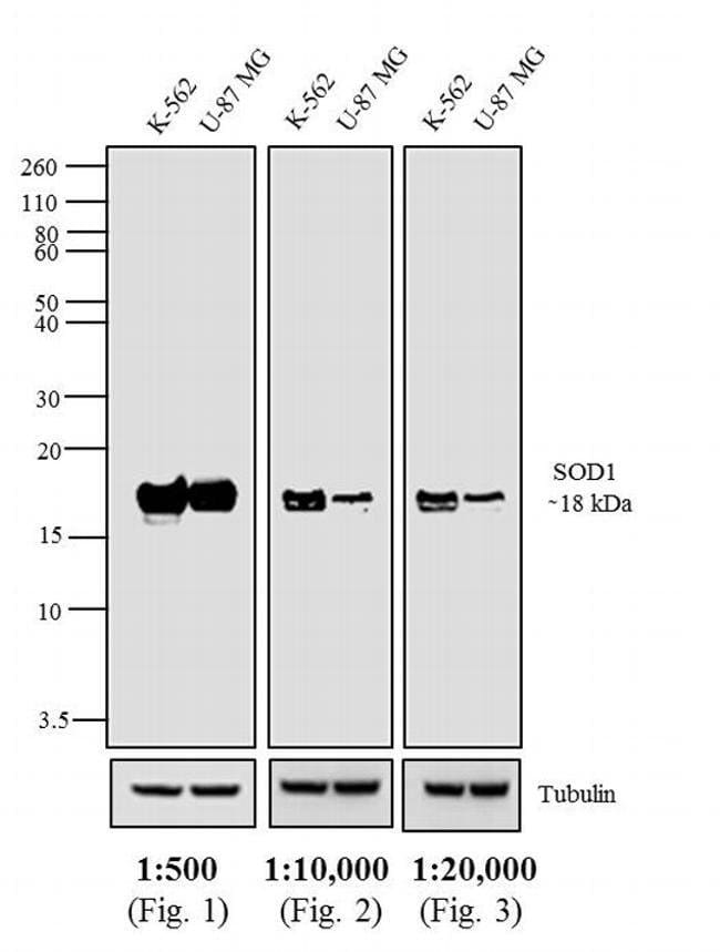 1MG Goat Anti-Mouse IgG Fc Antibody, Alk
