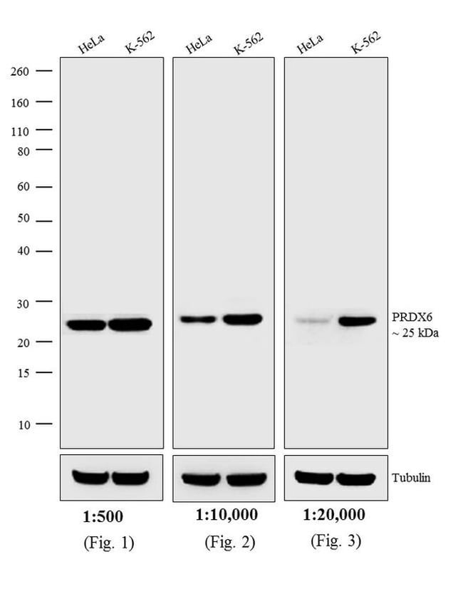 1MG Goat Anti-Rabbit IgG (H+L) Antibody,