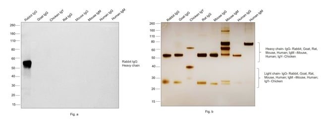 1MG Goat Anti-Rabbit IgG (H+L) Antibody,