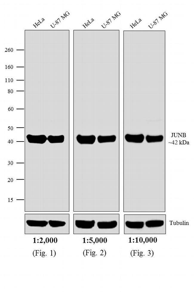 1MG Goat Anti-Rabbit IgG Fc Antibody, Ho
