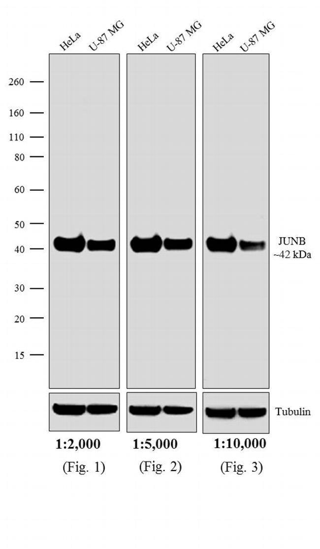 1MG Goat Anti-Rabbit IgG Fc Antibody, Ho
