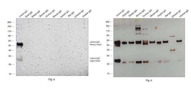 0.5MG Rabbit Anti-Llama IgG (H+L) Antibo