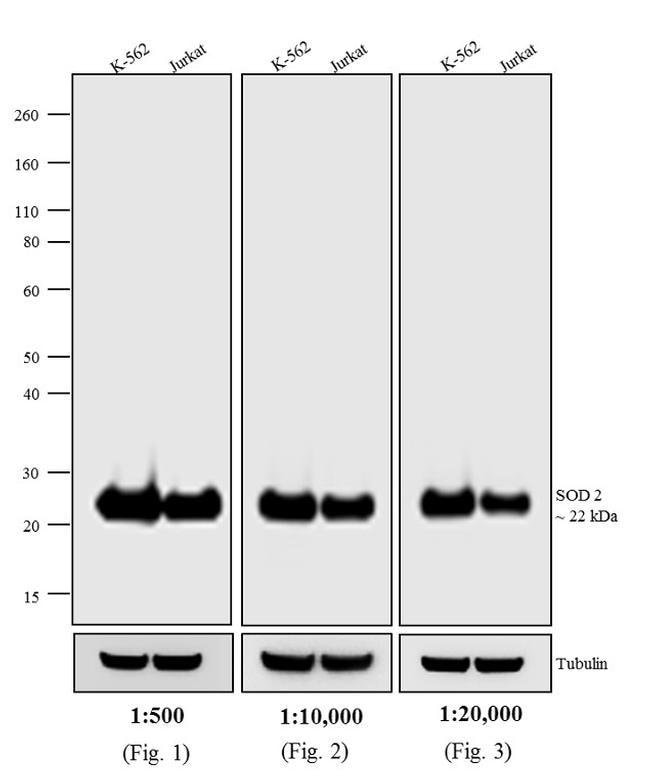 1MG Rabbit Anti-Mouse IgG (H+L) Antibody