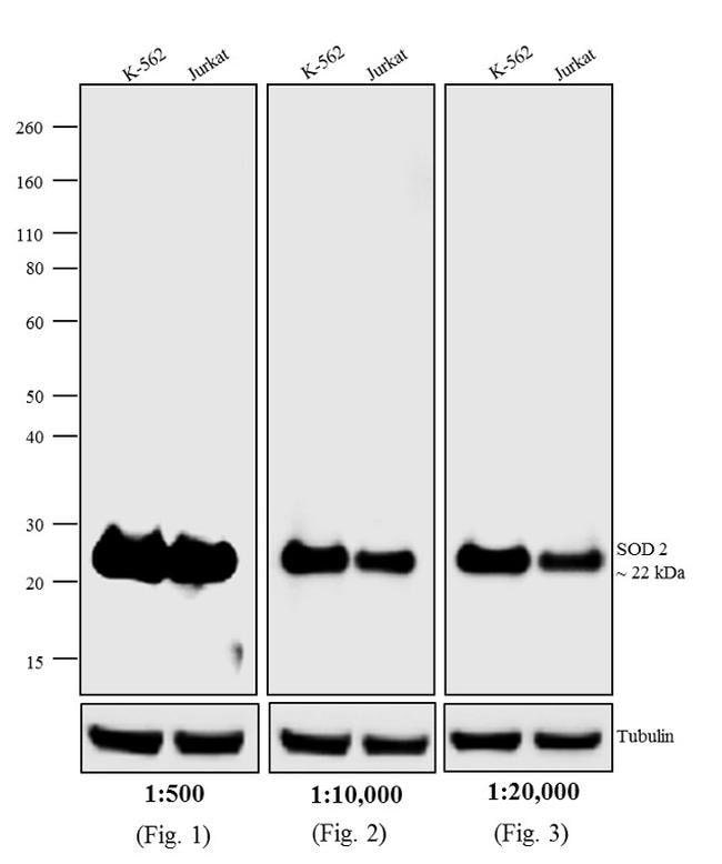 1MG Rabbit Anti-Mouse IgG (H+L) Antibody