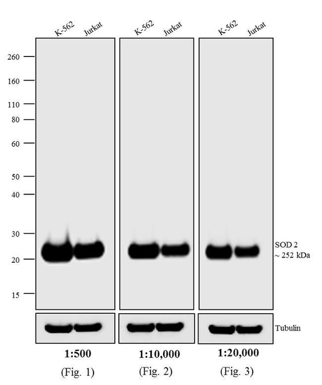 1MG Rabbit Anti-Mouse IgG (H+L) Antibody
