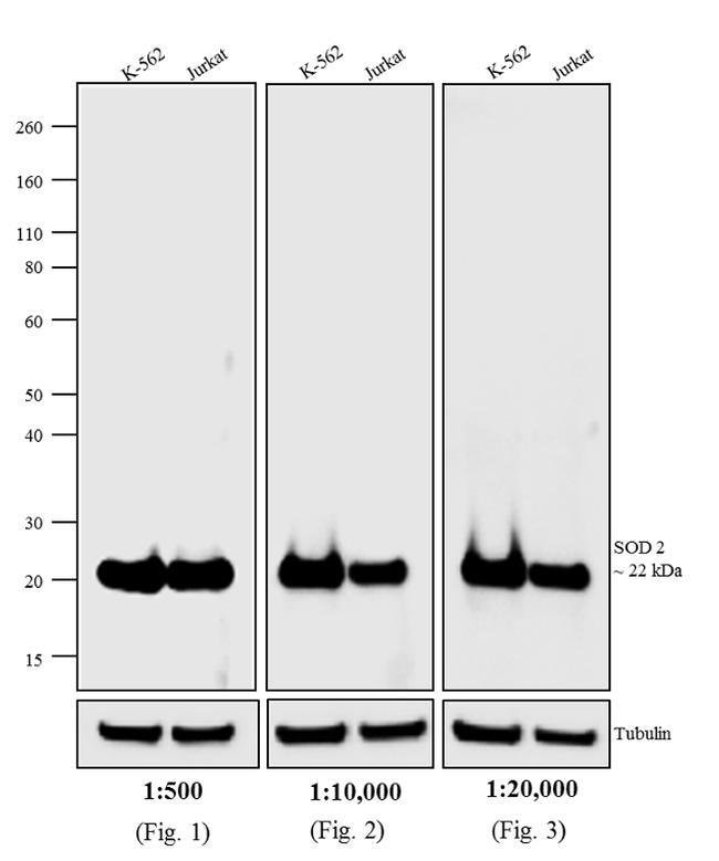 1MG Rabbit Anti-Mouse IgG (H+L) Antibody