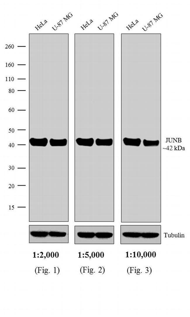 1MG Sheep Anti-Rabbit IgG (H+L) Antibody