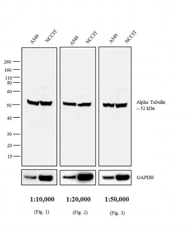 1MG Donkey anti-Rat IgG (H+L), affinity