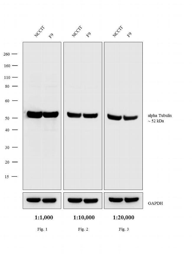 1MG Donkey anti-Rat IgG (H+L), affinity