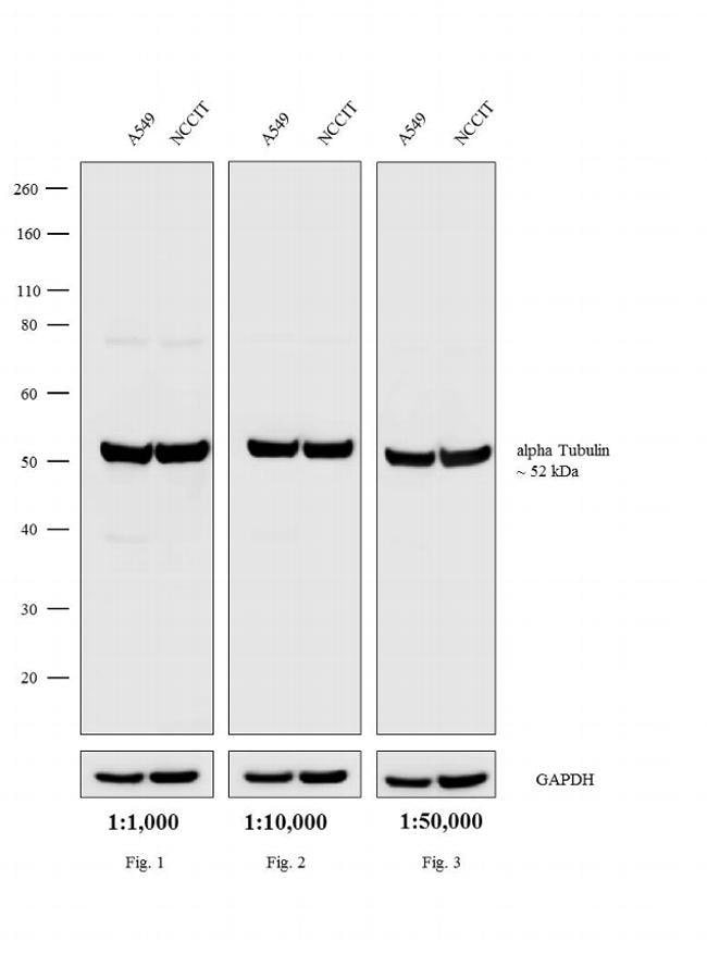 2MG DONKEY ANTI-RAT IGG (H+L)-HIGHLY CRO
